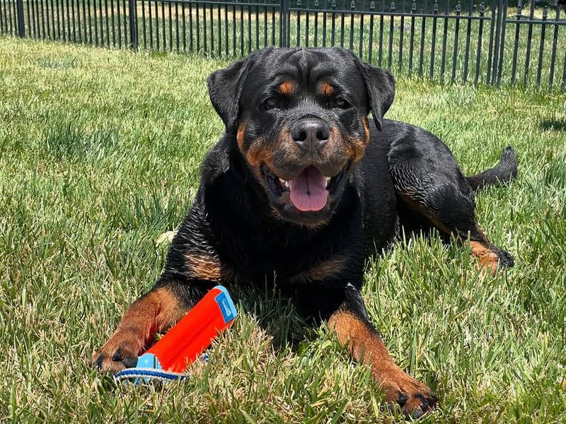 Rottweiler