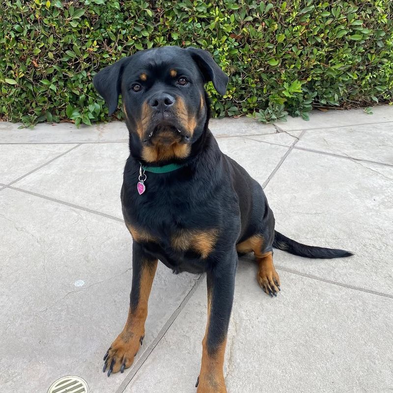 Rottweiler