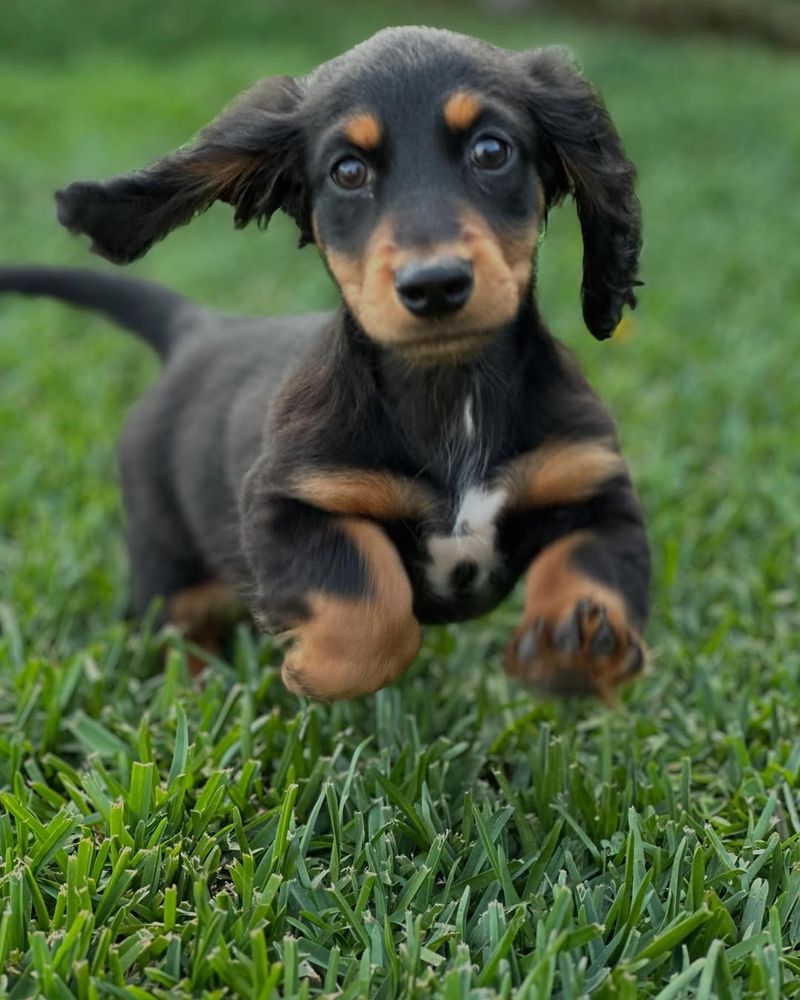 Dachshund