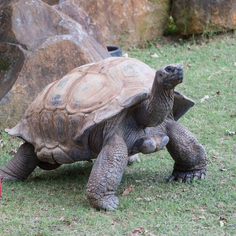 Aldabra Giant Tortoise