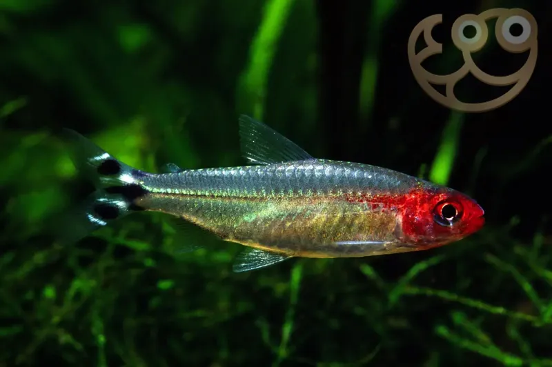 Rummy Nose Tetra