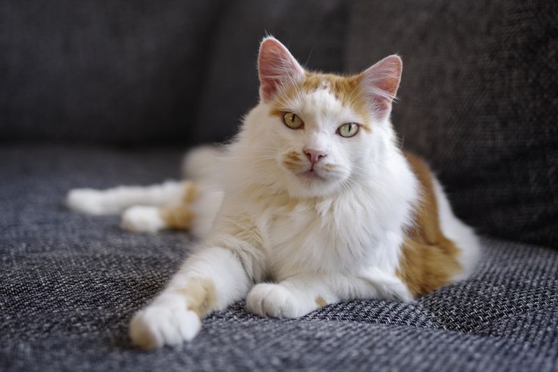 Turkish Van