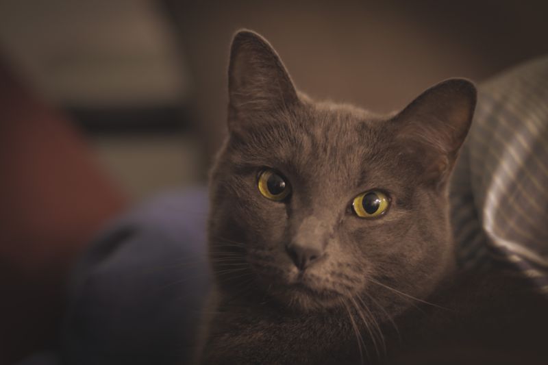 Russian Blue