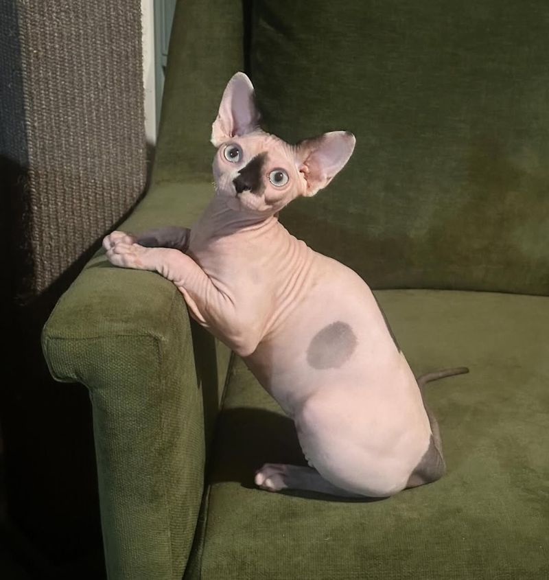 Sphynx