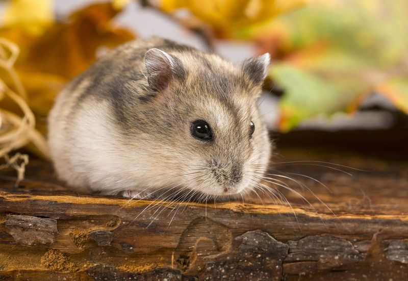 Russian Dwarf Hamster