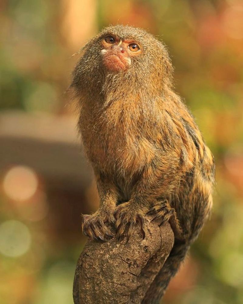 Pygmy Marmoset