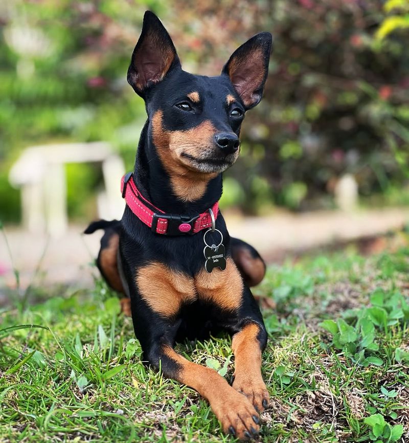 Miniature Pinscher