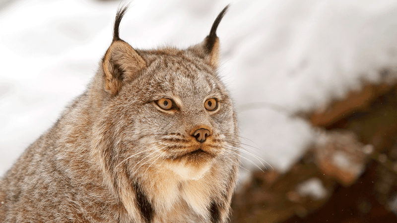 Canadian Lynx