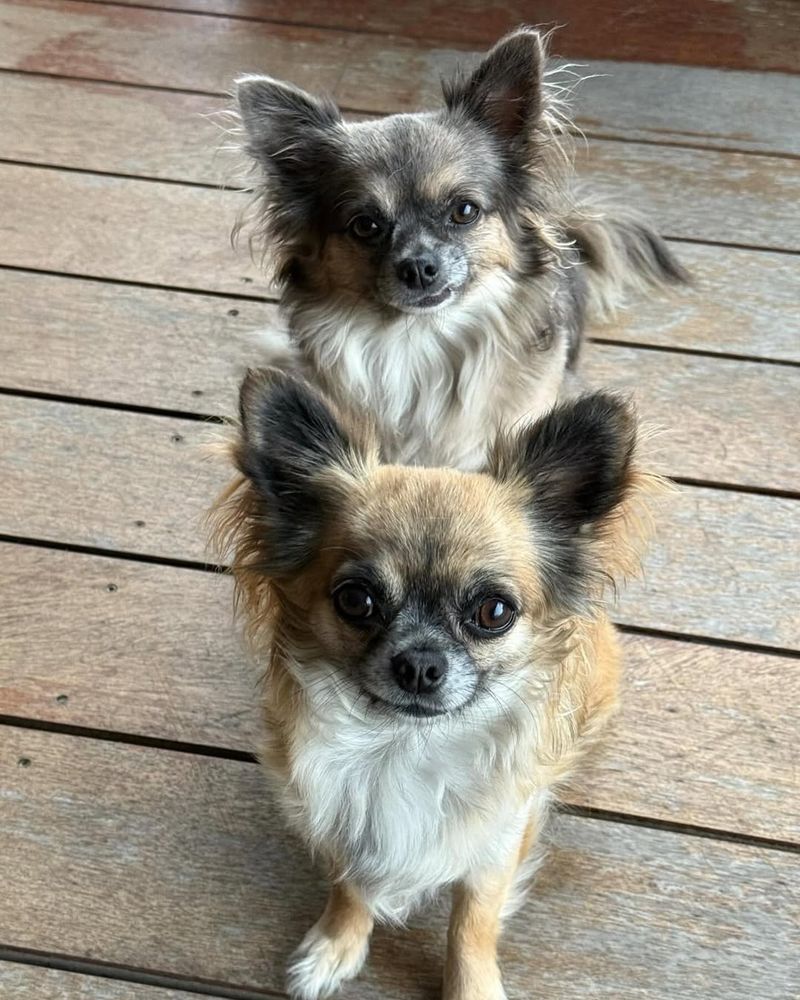 Sable