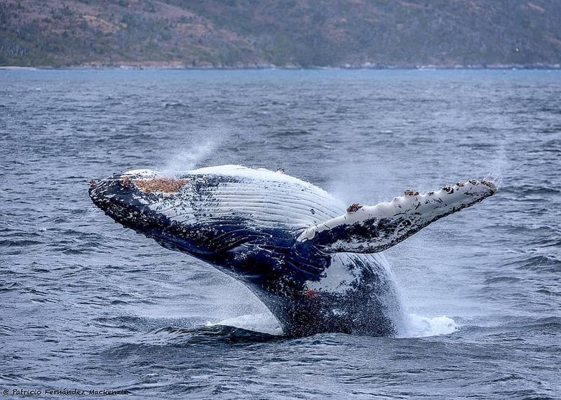 Gulf Of Corcovado, Chile