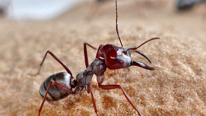 Saharan Silver Ants