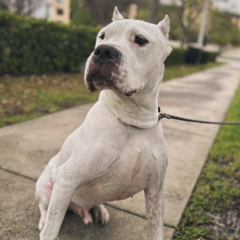 Dogo Argentino