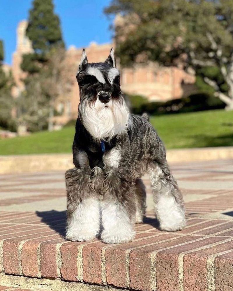 Schnauzer