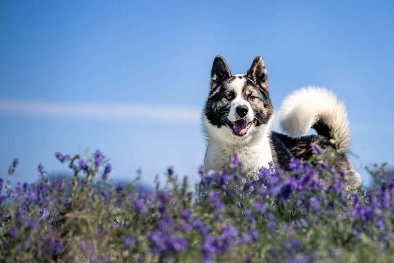 Akita