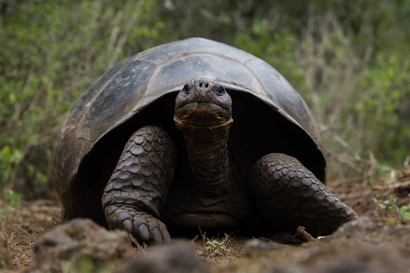 Galápagos Giant Tortoise