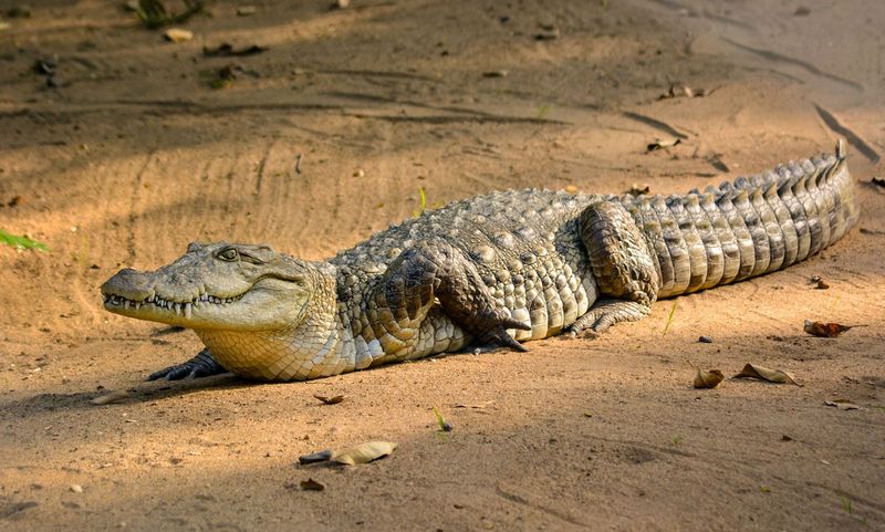 Saltwater Crocodile (Crocodylus Porosus)