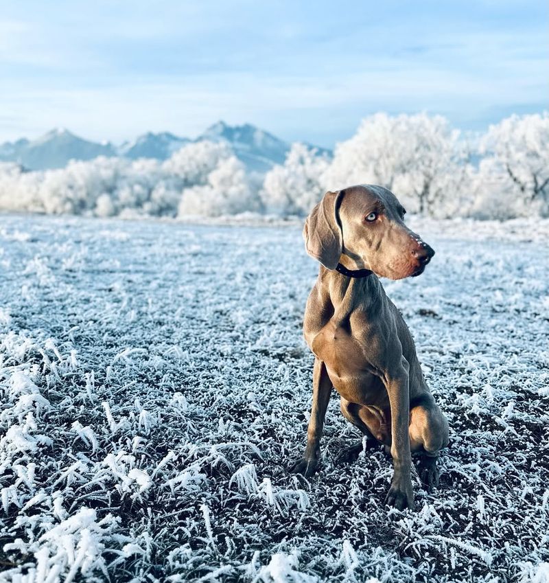 Weimaraner