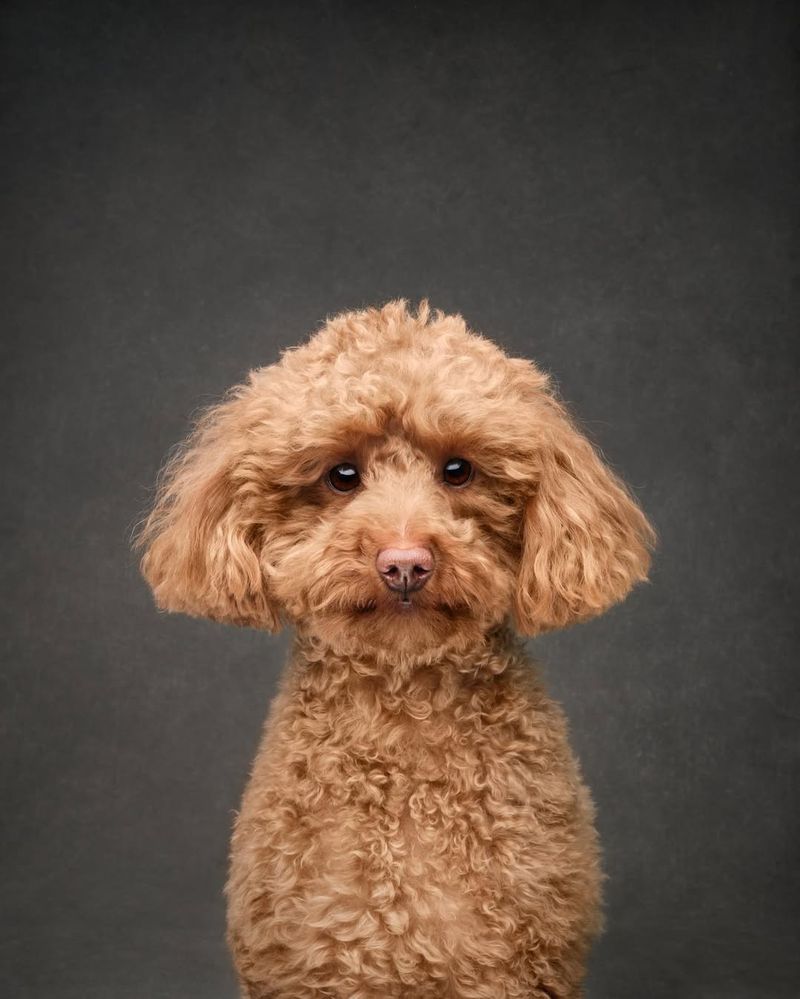 Poodle (Toy And Miniature)