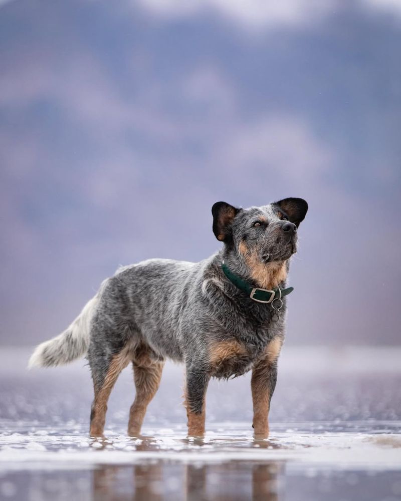 Australian Cattle Dog