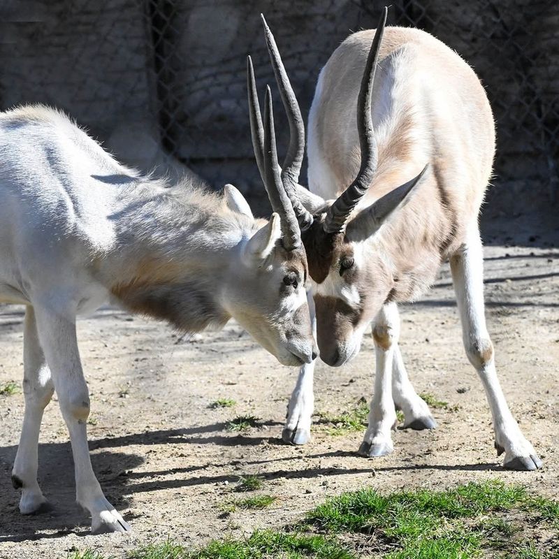 Screwhorn Antelope Goat