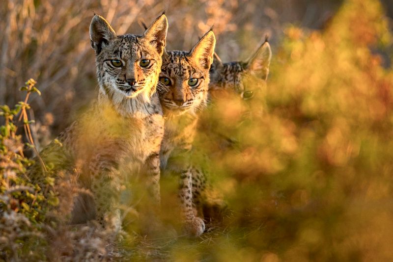 Iberian Lynx