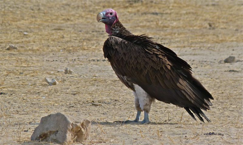 Lappet-faced Vulture