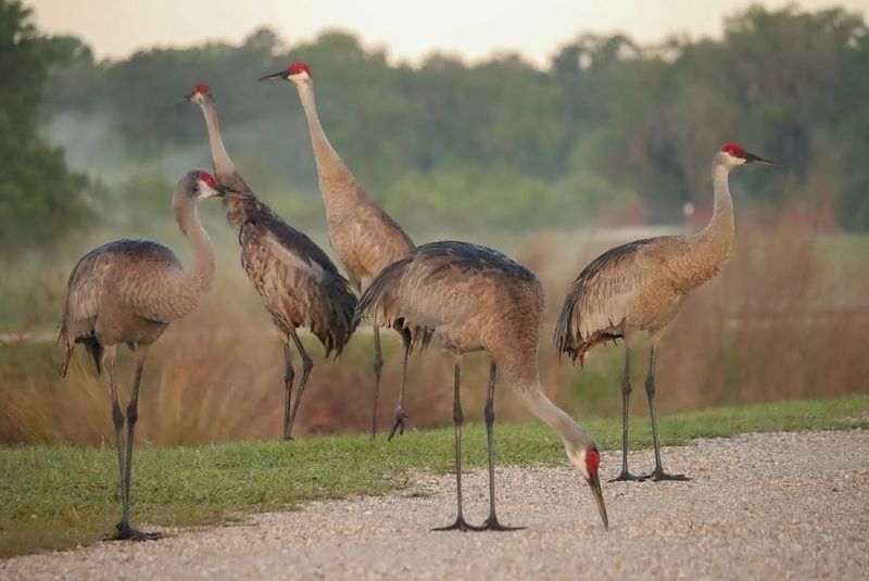 Sandhill Crane