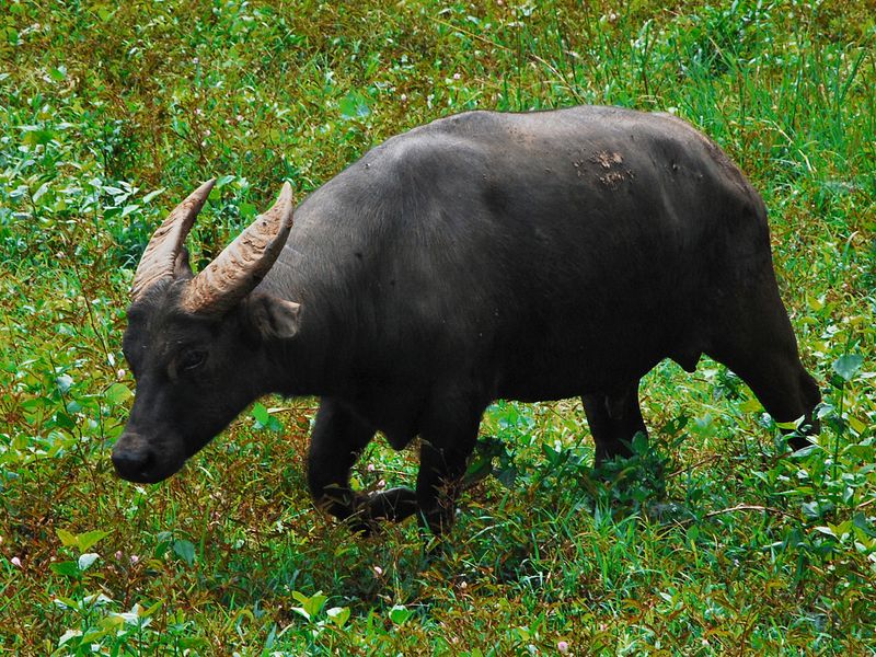 Tamaraw