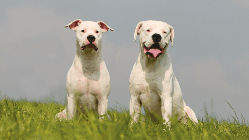 Dogo Argentino