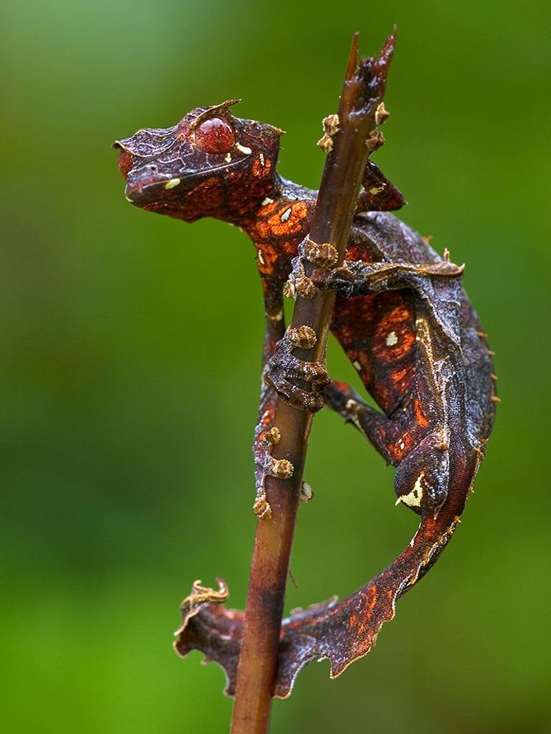 Satanic Leaf-Tailed Gecko