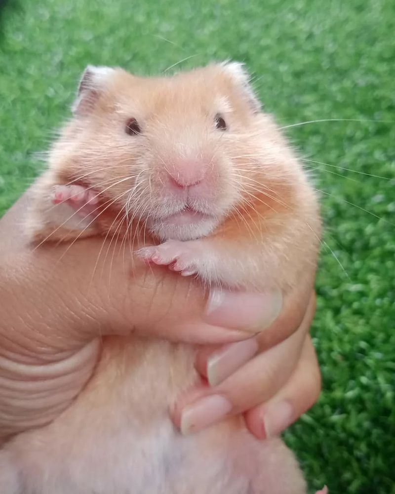 Satin Hamster
