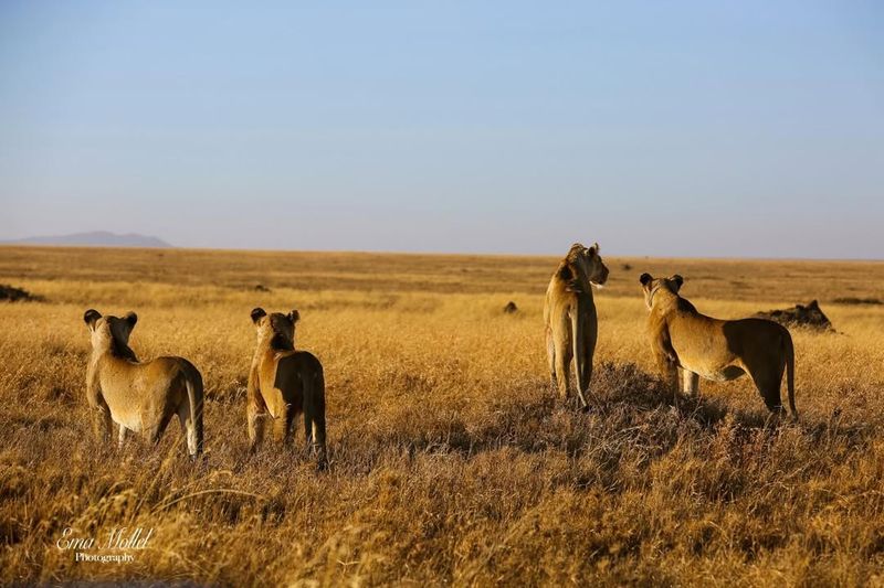 Savanna Woodland