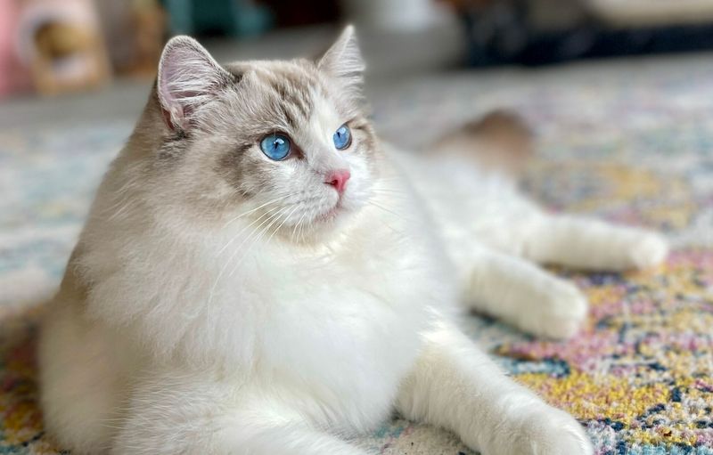 Ragdoll