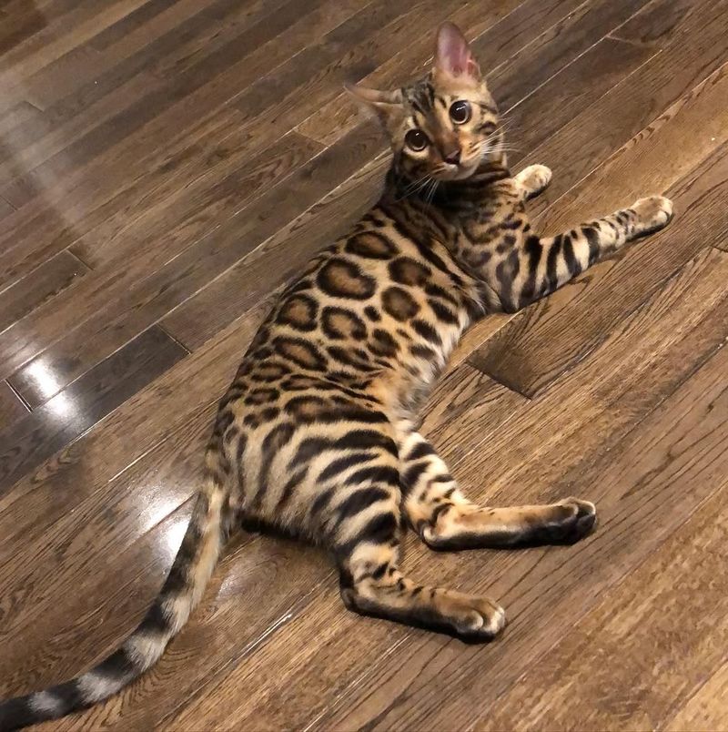 Bengal Cat