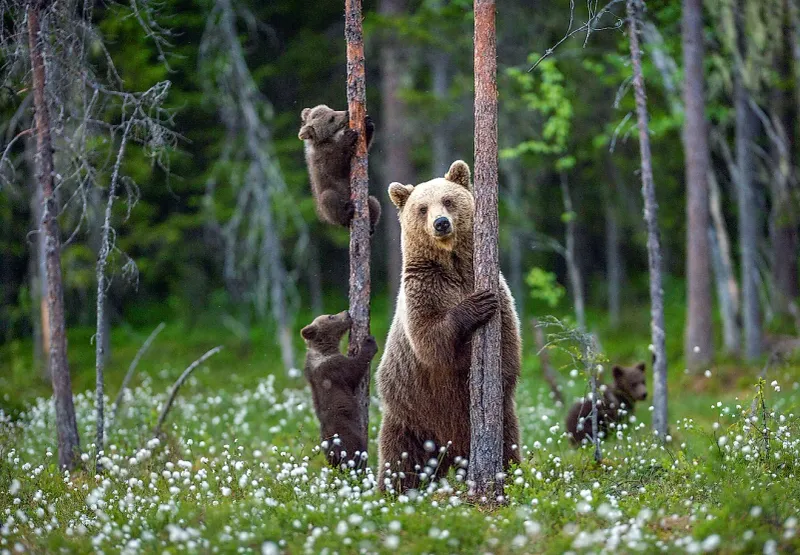 Canada's Boreal Forest Agreement