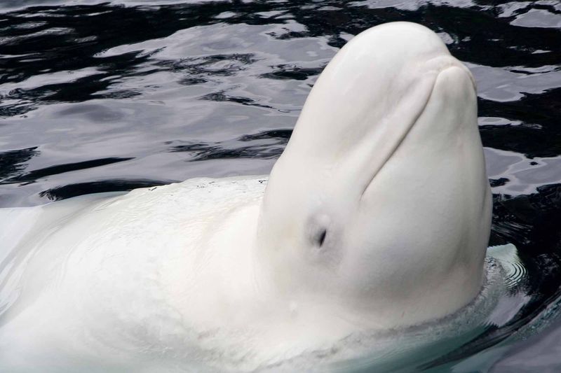 Protecting The St. Lawrence River Belugas