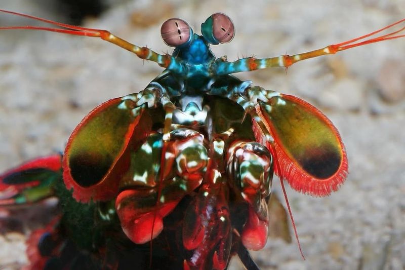 Small But Mighty Mantis Shrimp