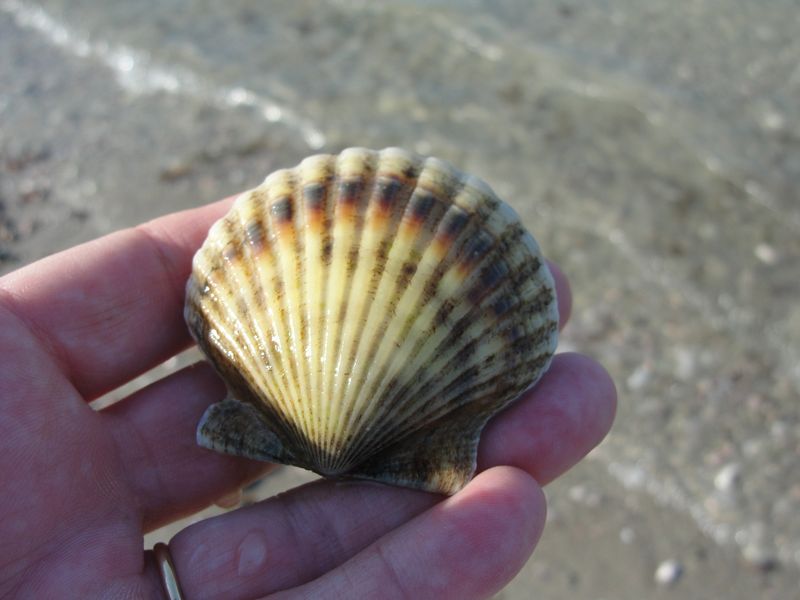 Scallop