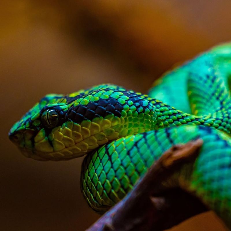 Sri Lankan Pit Viper