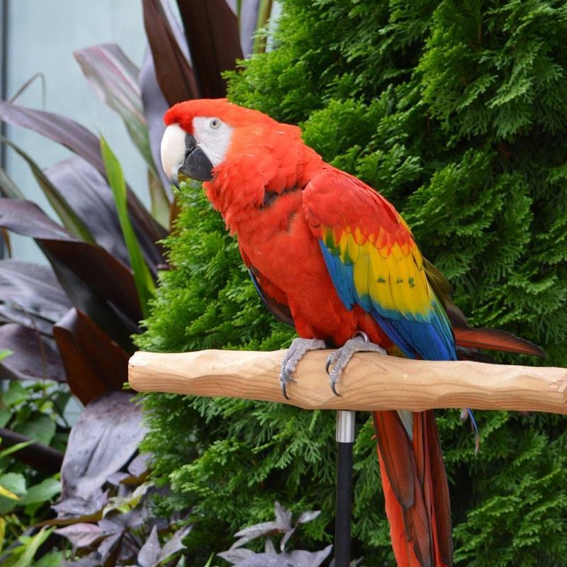 Scarlet Macaw