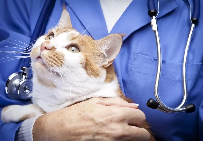 Schedule A Vet Visit
