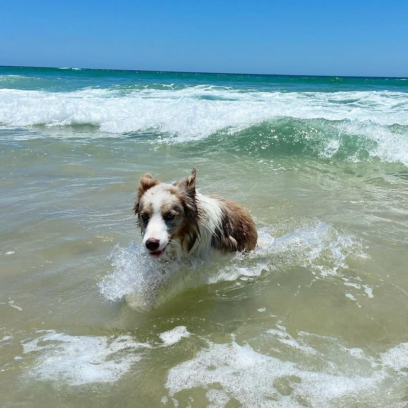 Smooth Collie