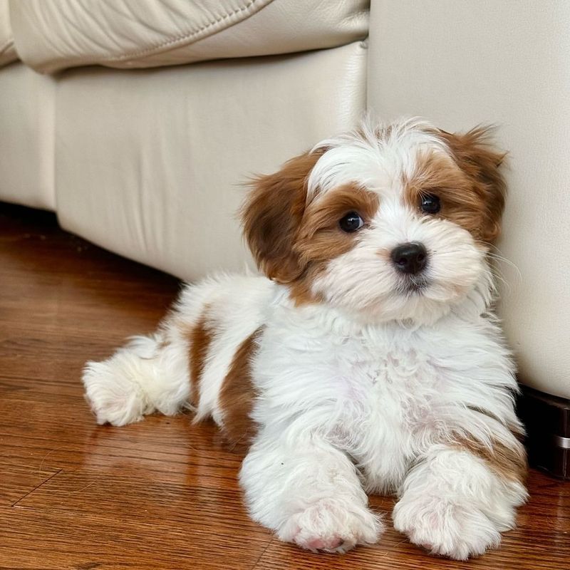 Havanese