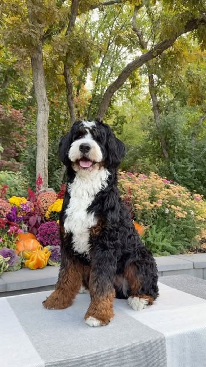 Bernedoodle