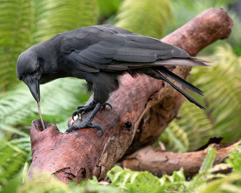 Tracking Released Birds