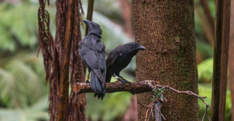 Scientists Try To Revive ‘Extinct’ Bird Native To Hawaii