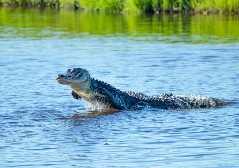 American Alligator