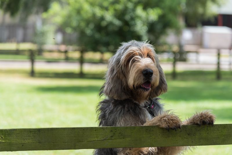 Otterhound