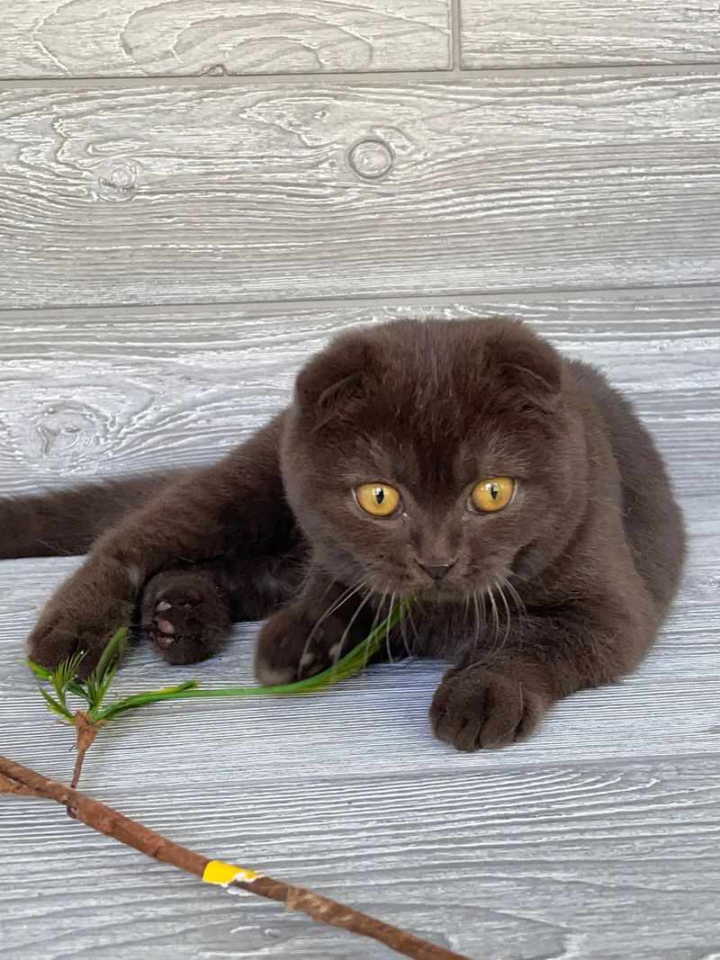 Scottish Fold