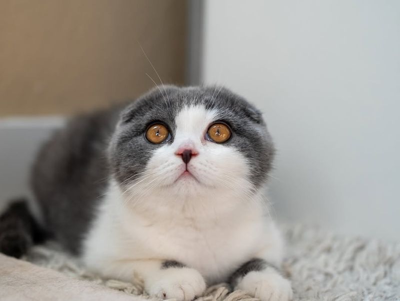 Scottish Fold